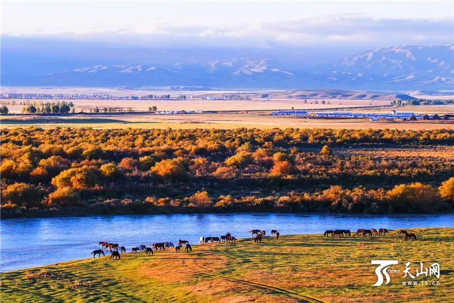 新疆智慧之光，前沿科技引领生活新变革